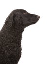 Curly Coated Retriever Royalty Free Stock Photo