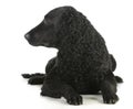 Curly coated retriever Royalty Free Stock Photo