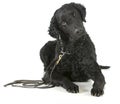 Curly coated retriever Royalty Free Stock Photo