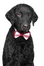 Curly coated retriever in bow tie Royalty Free Stock Photo