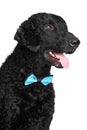 Curly coated retriever in bow tie Royalty Free Stock Photo