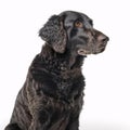 Curly-Coated Retriever breed dog isolated on white background Royalty Free Stock Photo