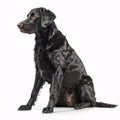 Curly-Coated Retriever breed dog isolated on white background Royalty Free Stock Photo