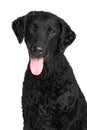 Curly coated retriever Royalty Free Stock Photo