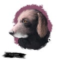 Curly-Coated Retriever, Curly, CCR dog digital art illustration isolated on white background. English origin tall waterfowl Royalty Free Stock Photo