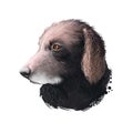 Curly-Coated Retriever, Curly, CCR dog digital art illustration isolated on white background. English origin tall waterfowl Royalty Free Stock Photo