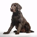 Curly-Coated Retriever breed dog isolated on white background Royalty Free Stock Photo