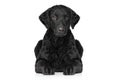 Curly coated retriever Royalty Free Stock Photo