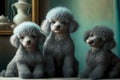 curly cute grey little poodles sitting in room