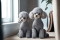 curly cute grey little poodles sitting in room
