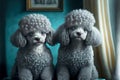 curly cute grey little poodles sitting in room