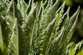 Curly cyca leaves backlight