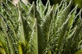 Curly cyca leaves backlight