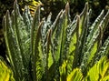 Curly cyca leaves backlight