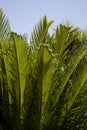 Curly cycas leaves of palm Royalty Free Stock Photo