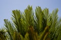 Curly cycas leaves of palm Royalty Free Stock Photo