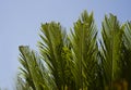 Curly cycas leaves of palm Royalty Free Stock Photo