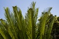 Curly cycas leaves of palm Royalty Free Stock Photo