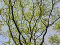 Branches of an oak tree with fresh green spring leaves Royalty Free Stock Photo