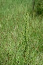 Curly dock closeup view with selective focus in background Royalty Free Stock Photo