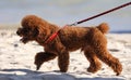 Curly dog runs on the sand on the beach Royalty Free Stock Photo