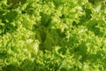 Curly edge leaves of fresh green Batavia lettuce. Full frame food background