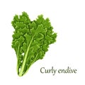 Curly Endive chicory salad Royalty Free Stock Photo
