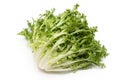 Curly Endive Royalty Free Stock Photo