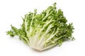 Curly Endive Royalty Free Stock Photo