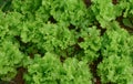 Curly endive plants at farming in Dalat, Vietnam Royalty Free Stock Photo