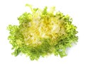 Curly endive in studio Royalty Free Stock Photo