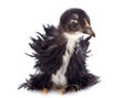 Curly Feathered chick Pekin Royalty Free Stock Photo