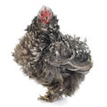 Curly Feathered chicken Pekin Royalty Free Stock Photo