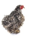 Curly Feathered chicken Pekin Royalty Free Stock Photo