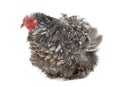 Curly Feathered chicken Pekin Royalty Free Stock Photo