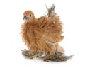 Curly Feathered chicken Pekin Royalty Free Stock Photo