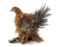 Curly Feathered chicken Pekin Royalty Free Stock Photo