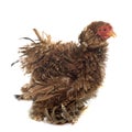 Curly Feathered chicken Pekin Royalty Free Stock Photo