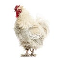 Curly feathered rooster, isolated Royalty Free Stock Photo