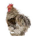 Curly Feathered Rooster Pekin, 1 year old Royalty Free Stock Photo