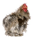 Curly Feathered Rooster Pekin, 1 years old Royalty Free Stock Photo