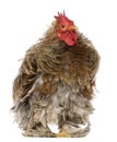 Curly feathered rooster Pekin, 1 years old, Royalty Free Stock Photo