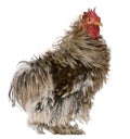 Curly feathered rooster Pekin, 1 years old