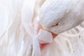 Curly Feathered Sebastopol Geese. Close up portrait. Royalty Free Stock Photo