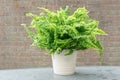 Curly fern in a pot Royalty Free Stock Photo