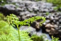 Curly fern in the scottish highlands Royalty Free Stock Photo