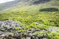 Curly fern in the scottish highlands Royalty Free Stock Photo