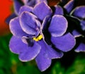 Curly flower purple violets macro