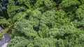 Curly fresh kale in the garden Royalty Free Stock Photo