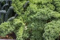 Curly fresh kale in the garden Royalty Free Stock Photo